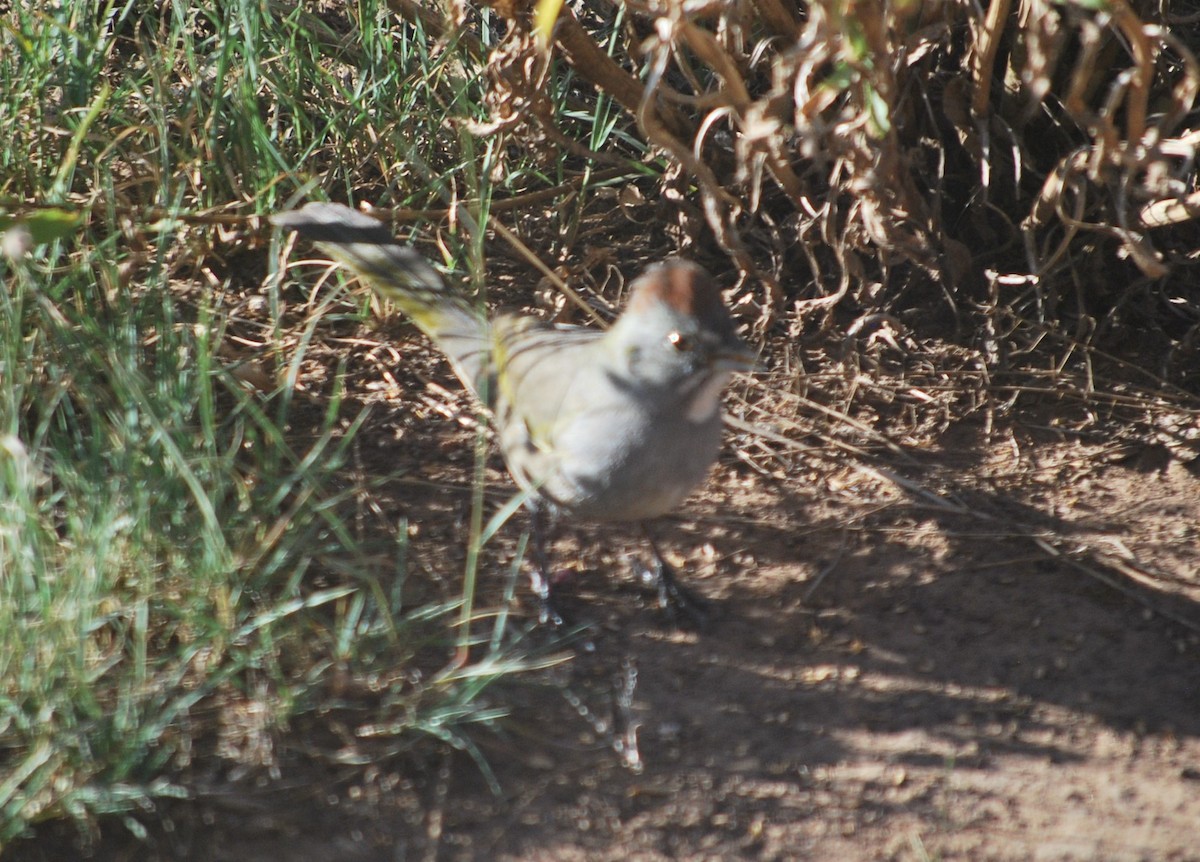 Green-tailed Towhee - ML642293413