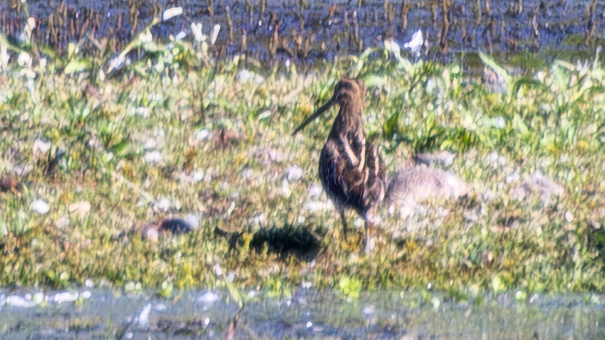 Wilson's Snipe - ML642293421