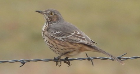 Sage Thrasher - ML642293435