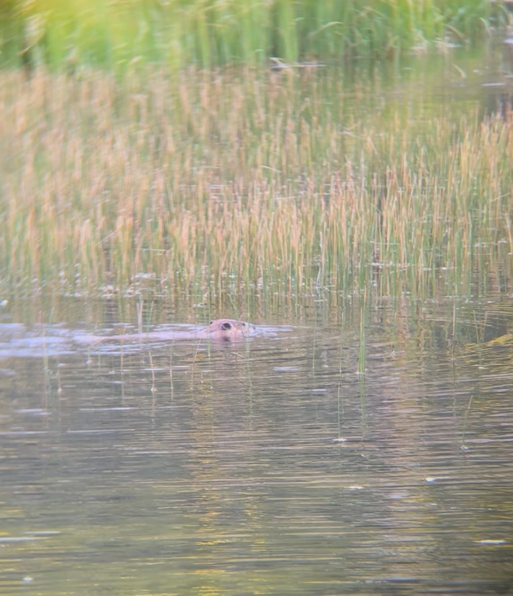 Animals - ML642293441