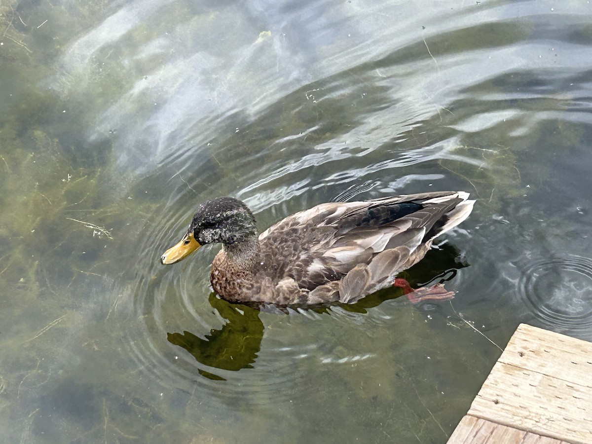 Mallard - ML642293445