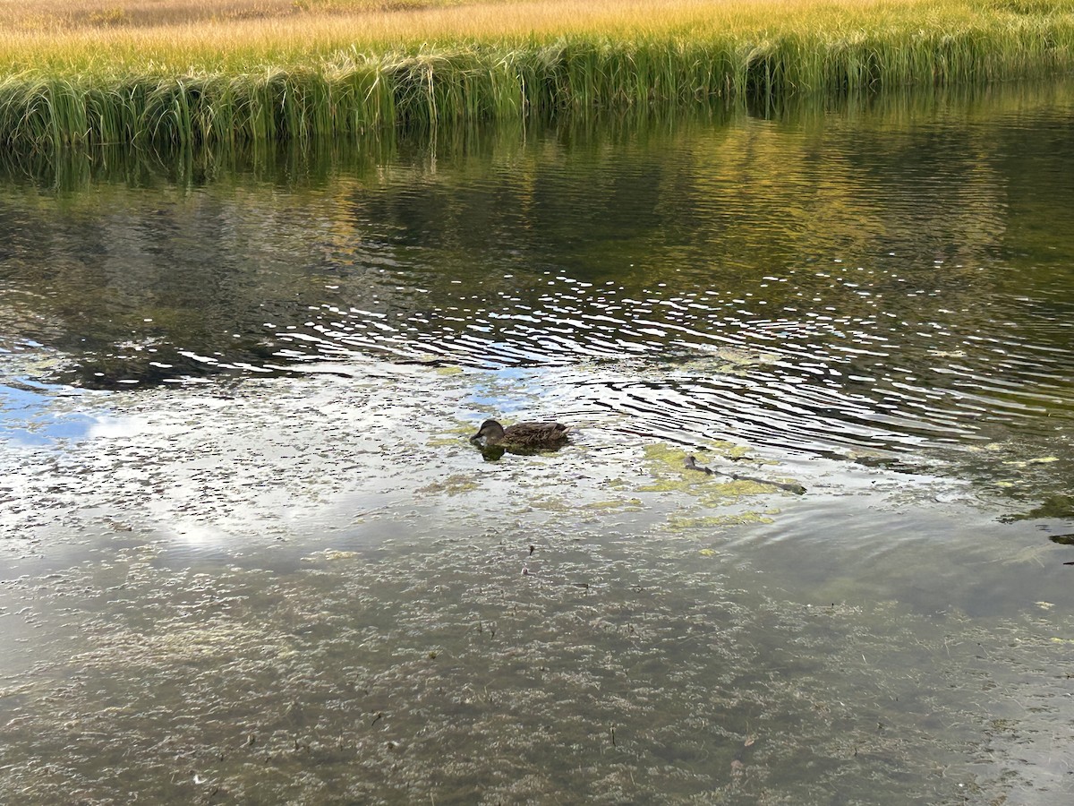 Mallard - ML642293446