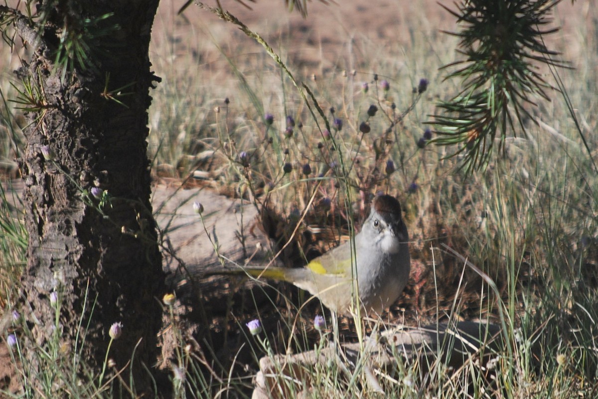 Green-tailed Towhee - ML642293449