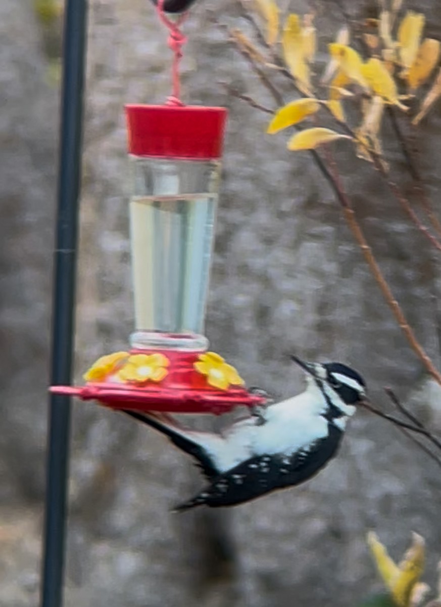 Hairy Woodpecker - ML642293450
