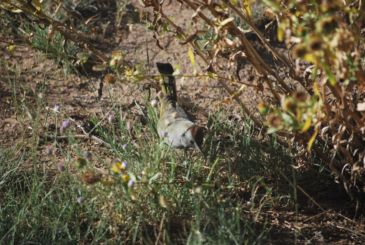 Green-tailed Towhee - ML642293458