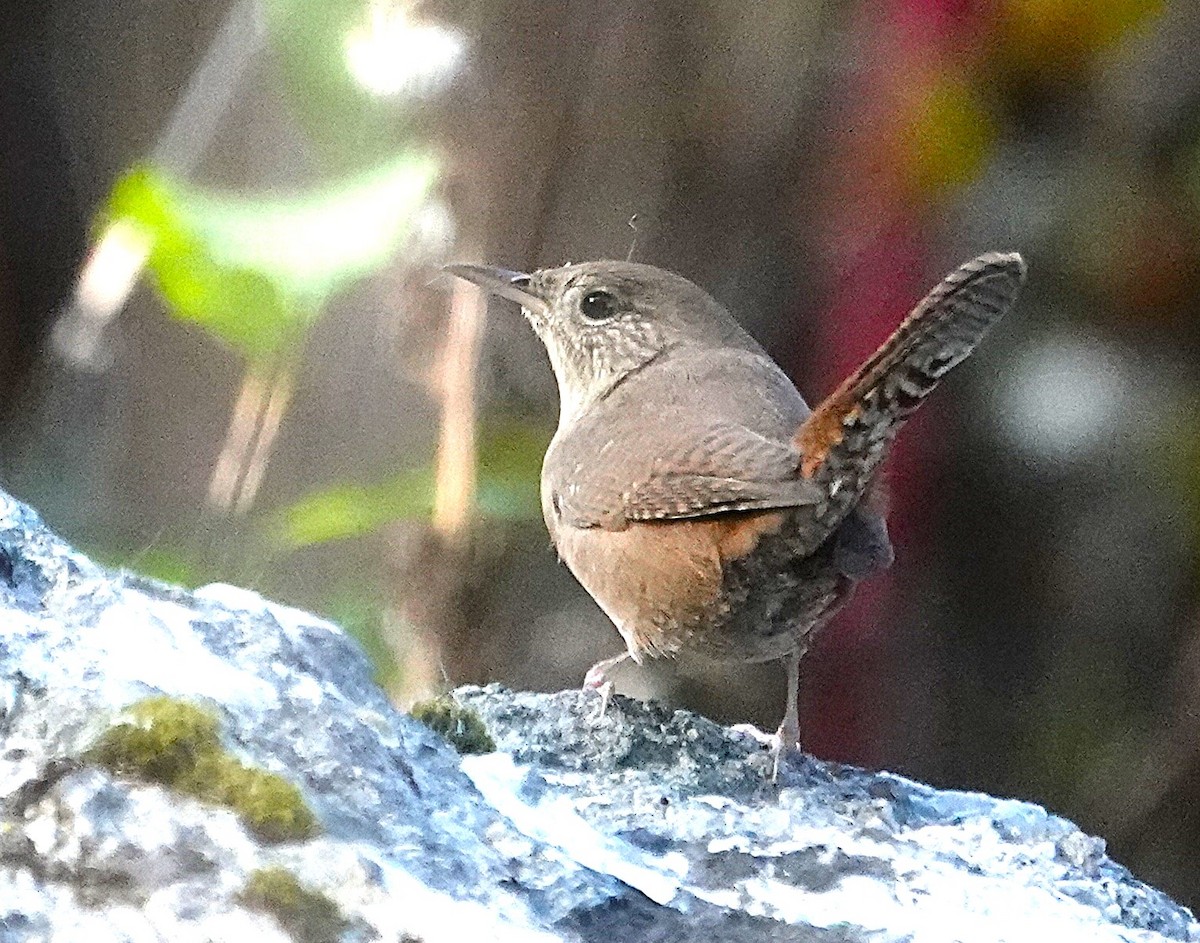 Northern House Wren - ML642293491