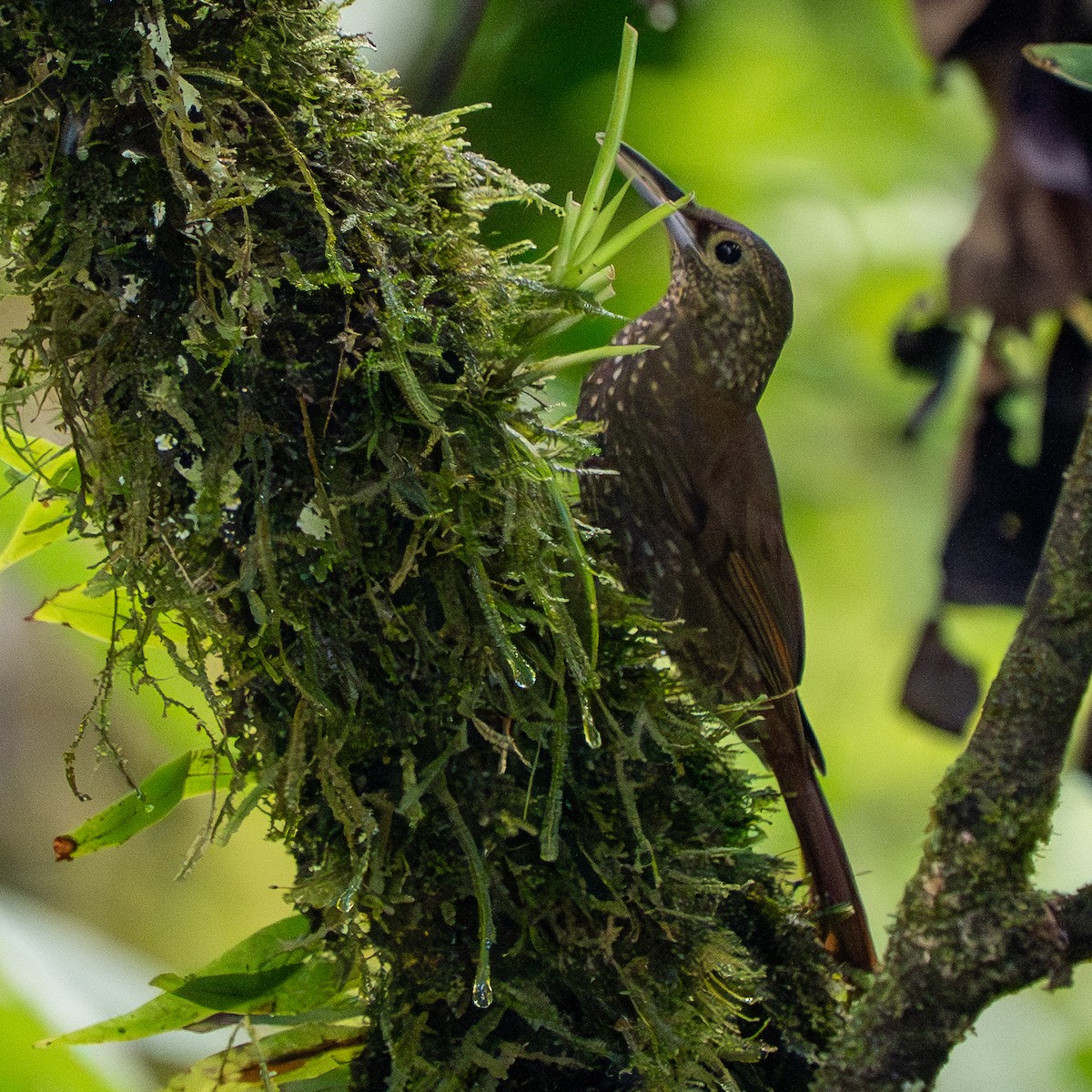 Spotted Woodcreeper - ML642293493