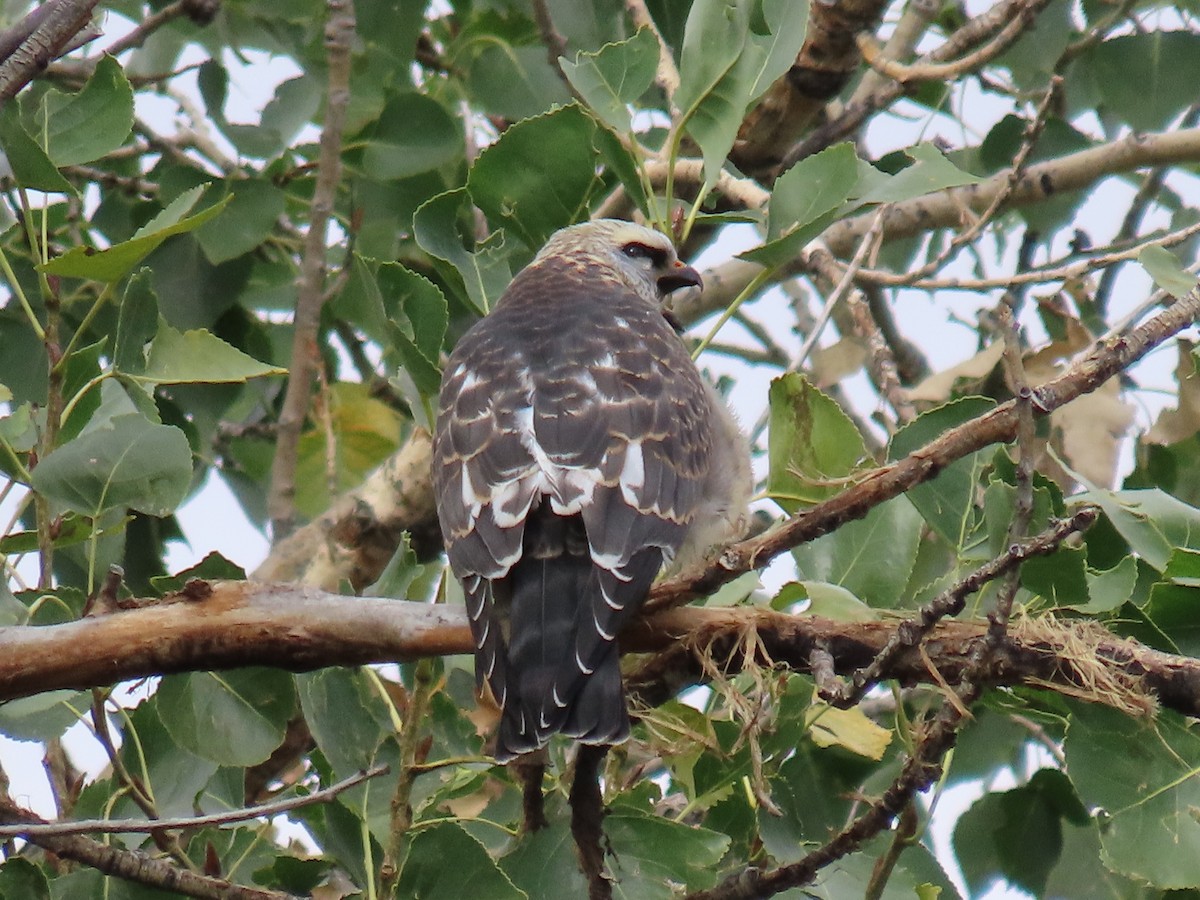 Mississippi Kite - ML642293498