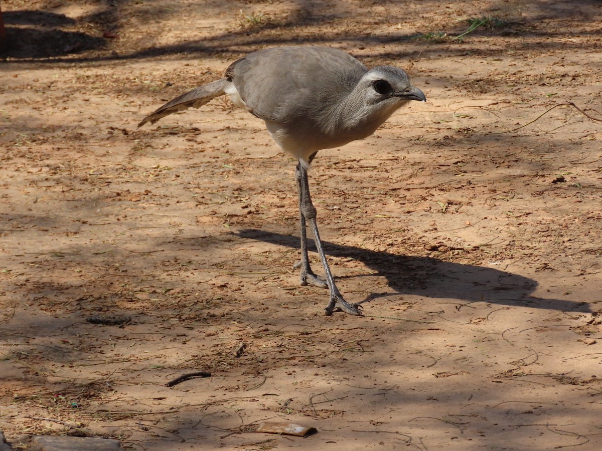 Black-legged Seriema - ML642293503