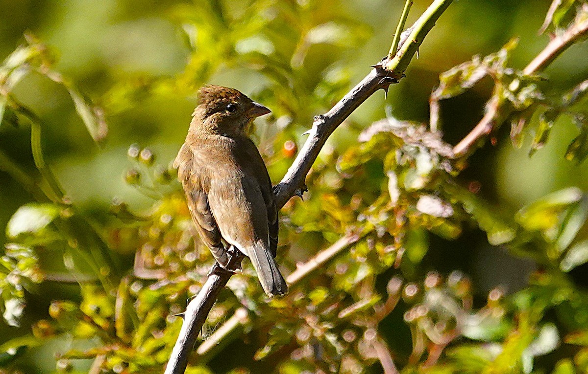 ルリノジコ - ML642293508