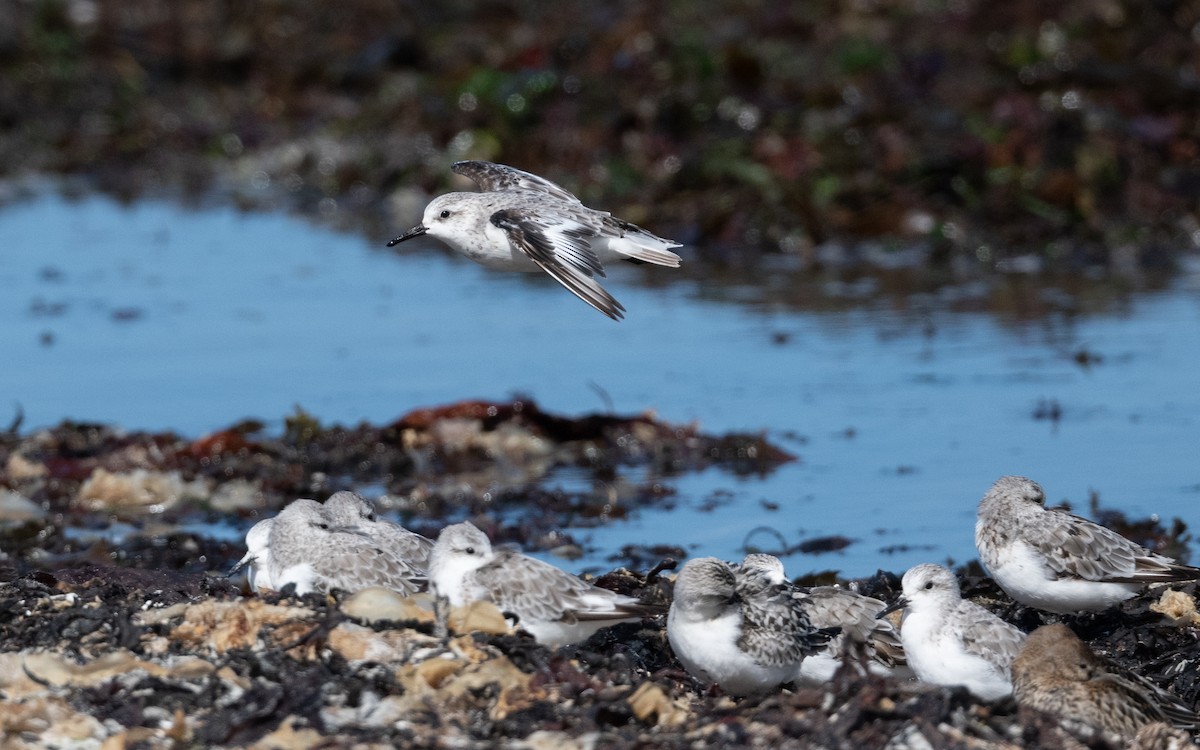 Sanderling - ML642293537