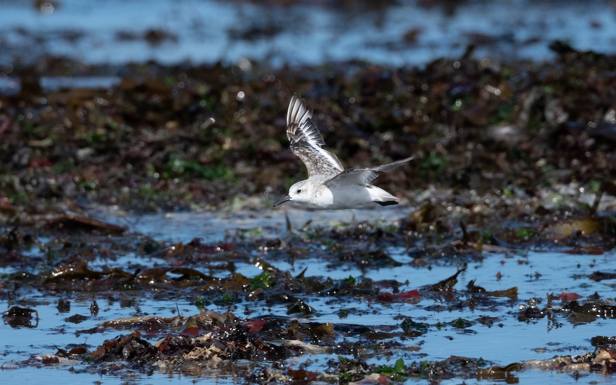 Sanderling - ML642293538
