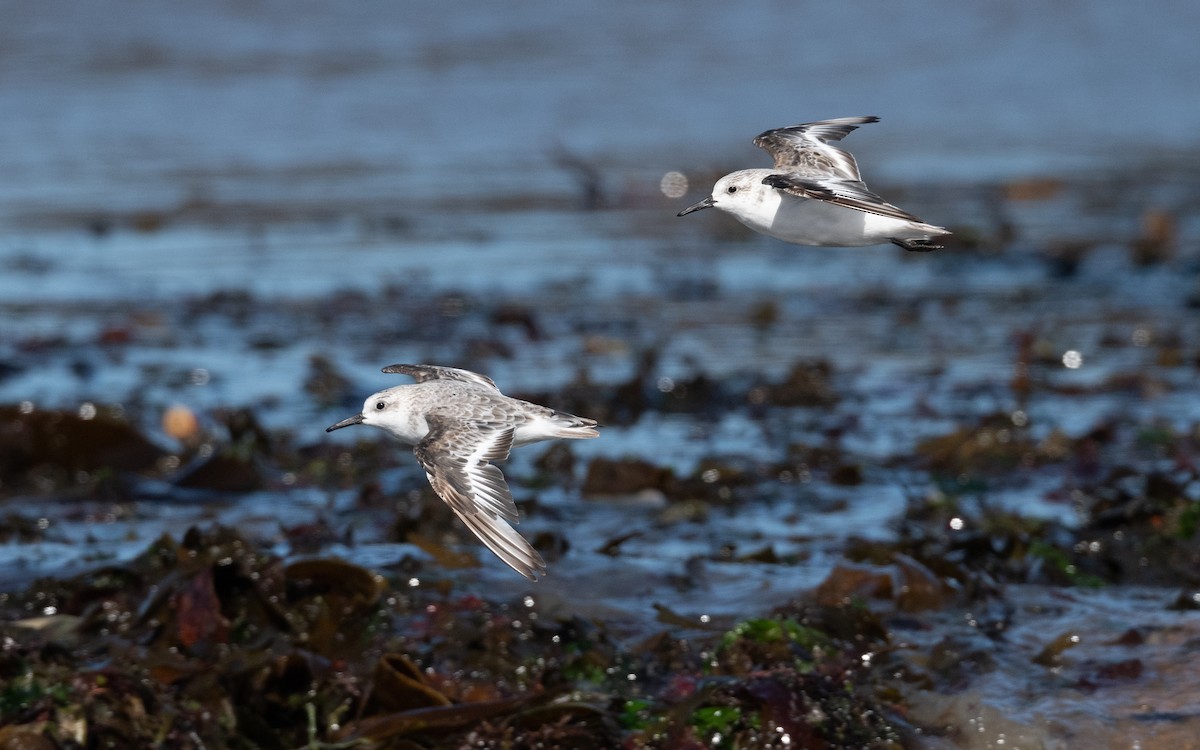 Sanderling - ML642293539