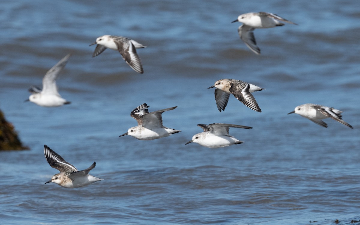 Sanderling - ML642293541