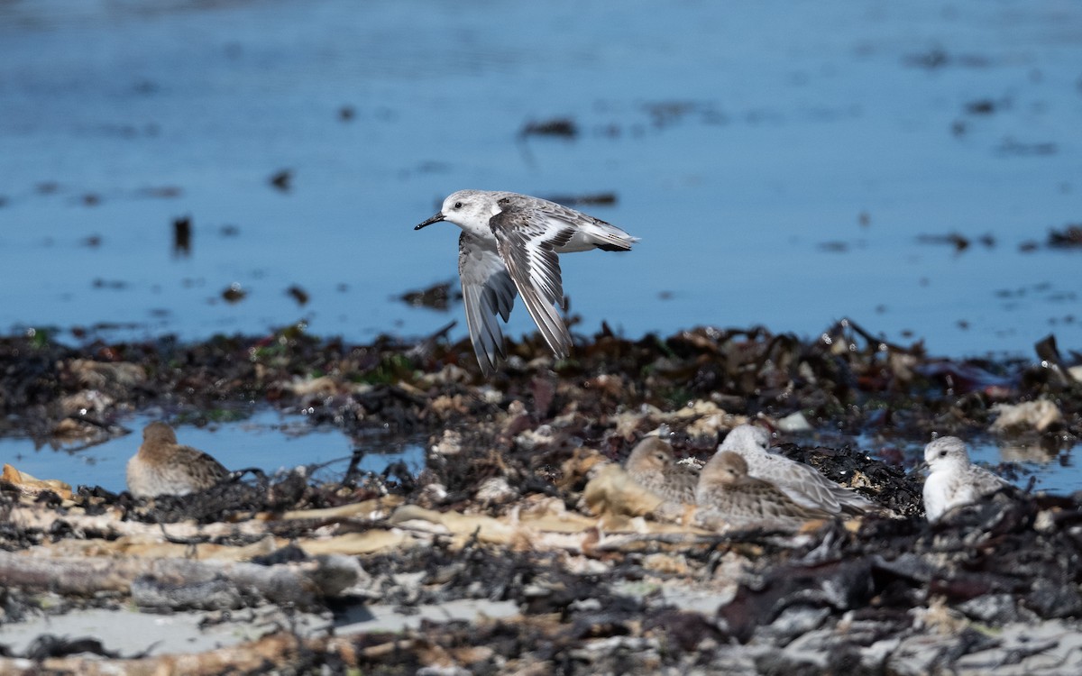 Sanderling - ML642293542