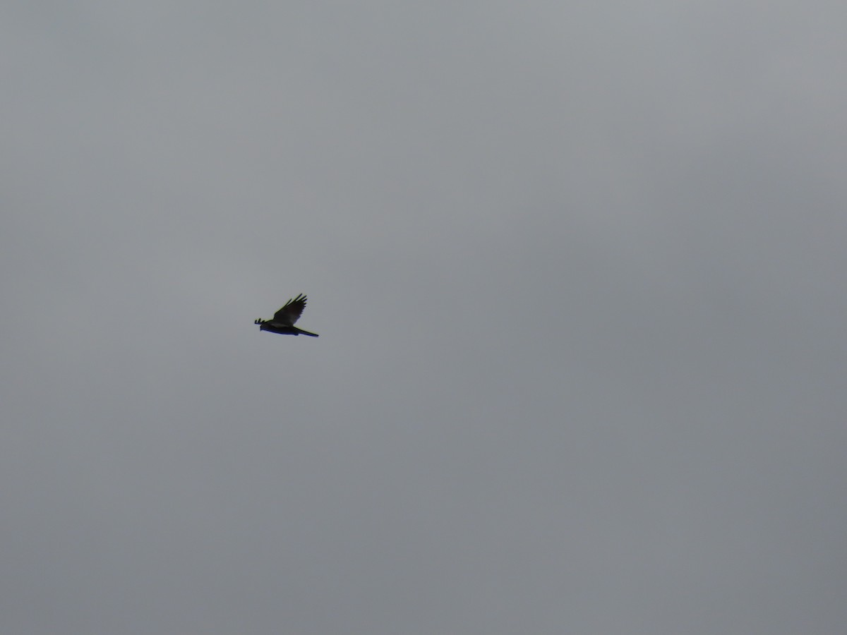 Mississippi Kite - ML642293558