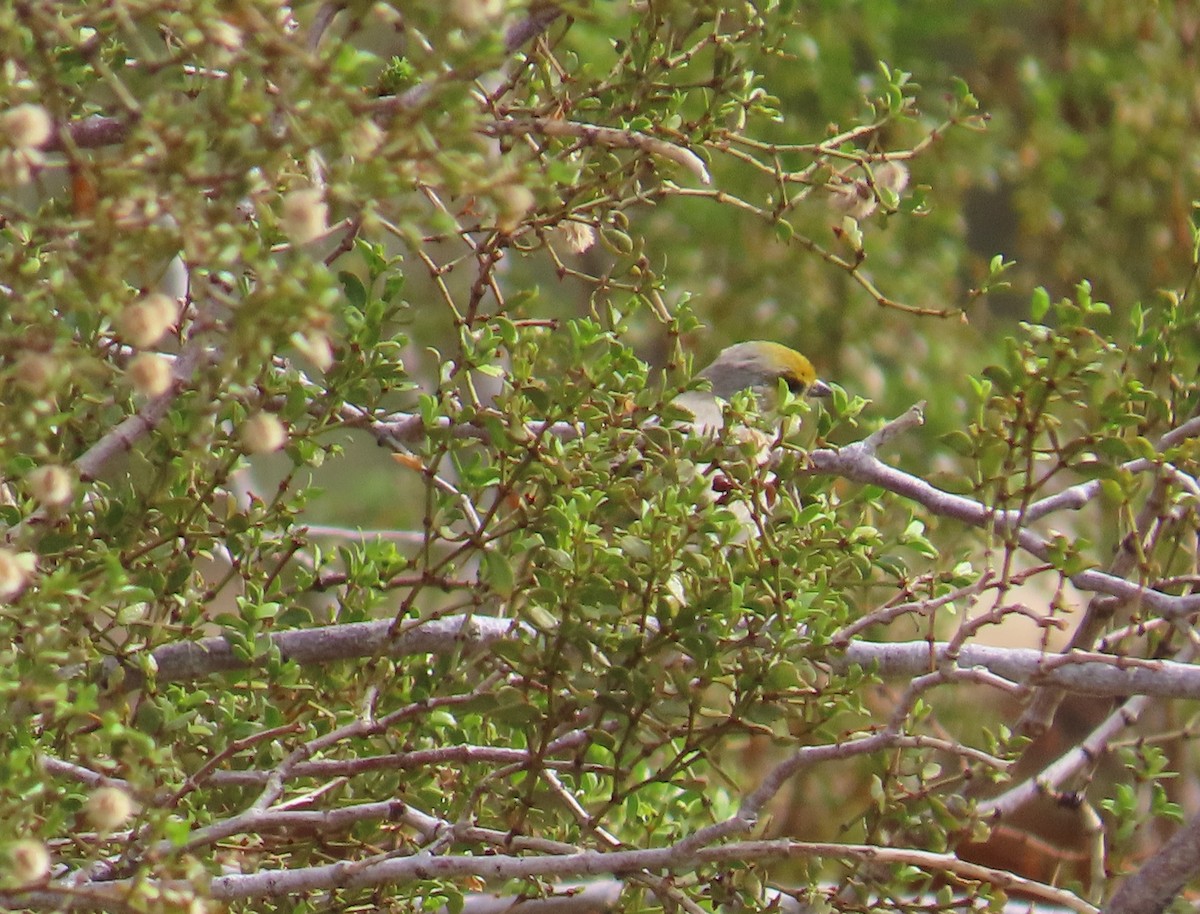Verdin - ML642293565