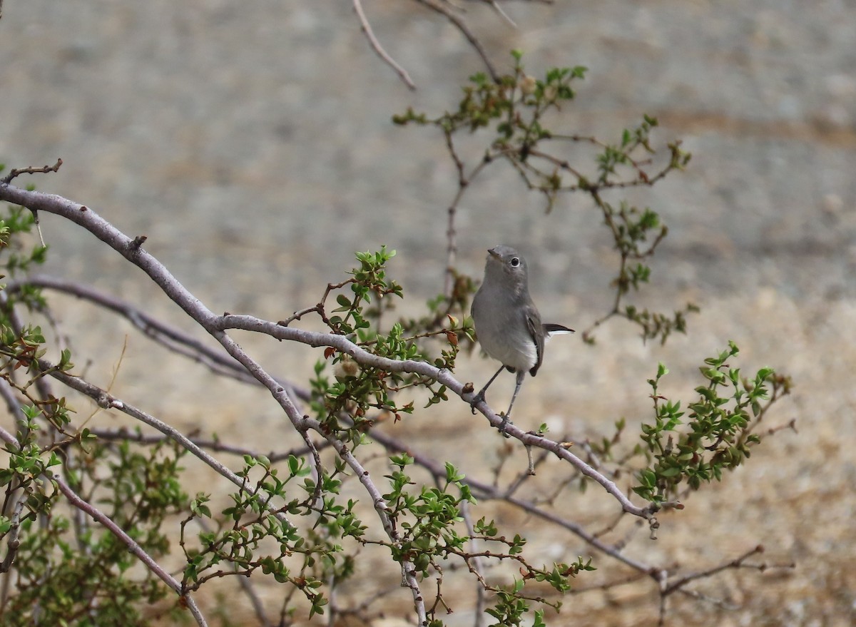 Blue-gray Gnatcatcher - ML642293596