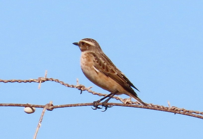 Whinchat - ML642293601