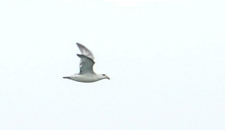 Kutup Fırtınakuşu (glacialis/auduboni) - ML642293617