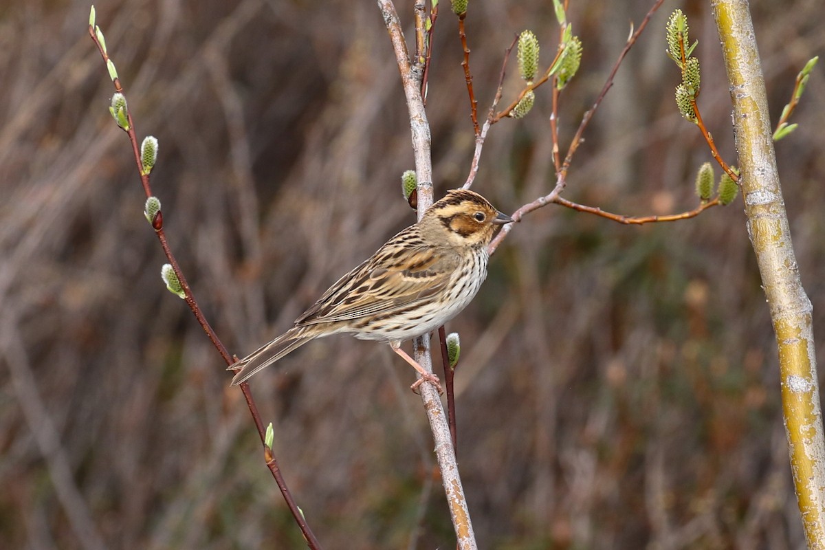 Little Bunting - ML642293618