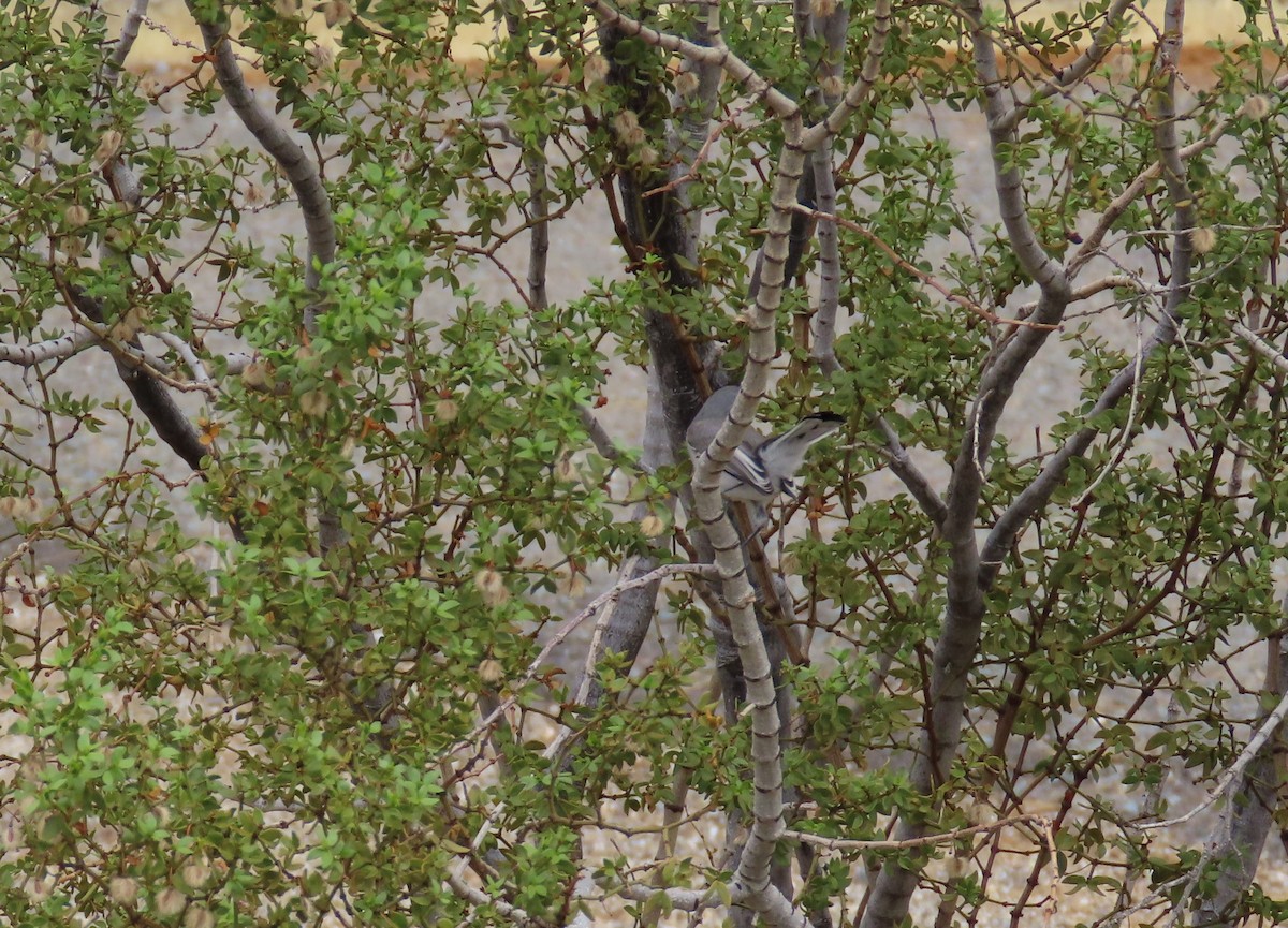 Blue-gray Gnatcatcher - ML642293619