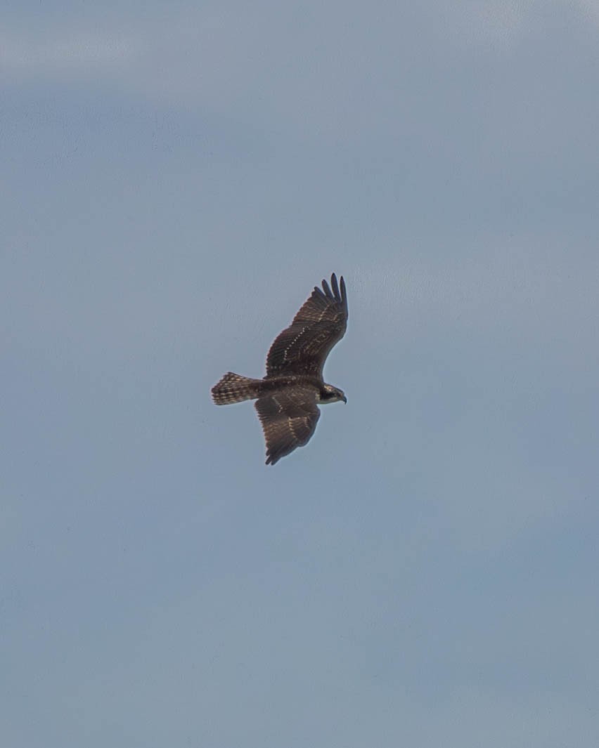 Osprey - ML642293628