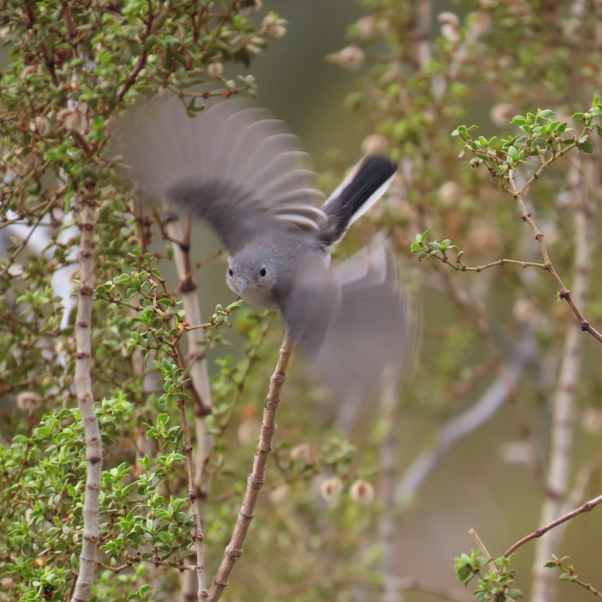 Blue-gray Gnatcatcher - ML642293641