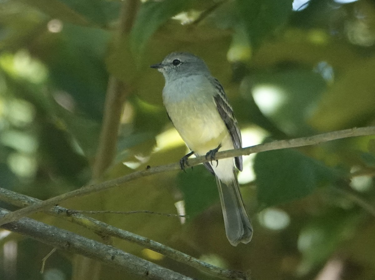 Northern Scrub-Flycatcher - ML642293656