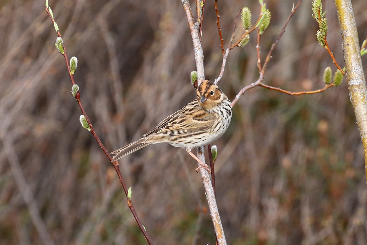 Little Bunting - ML642293665