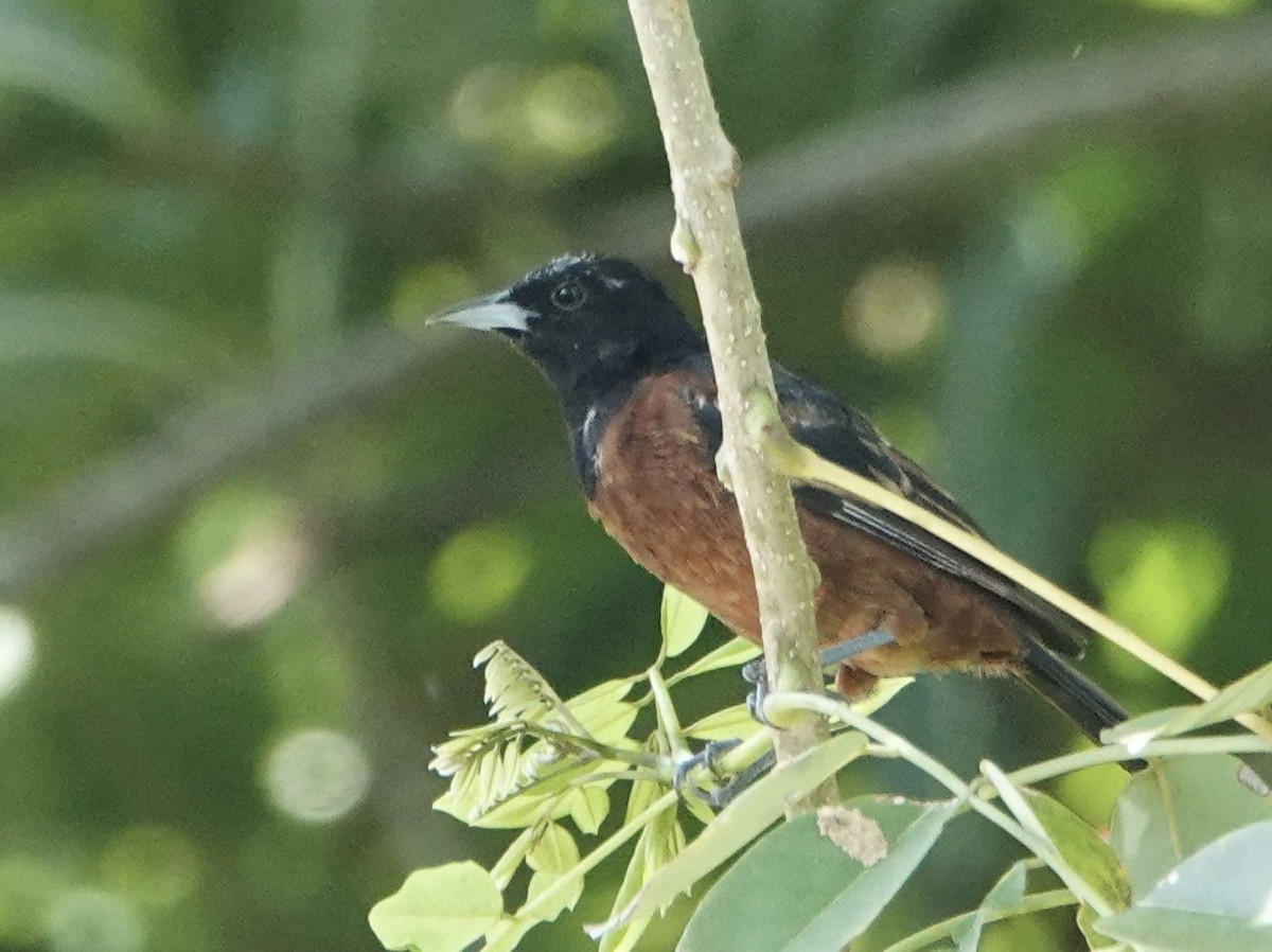 Orchard Oriole (Orchard) - ML642293674