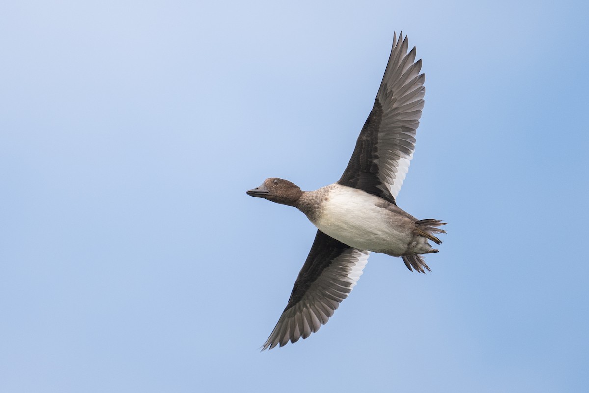 Common Goldeneye - ML642293682