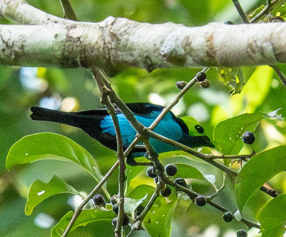 Paradise Tanager - ML642293696