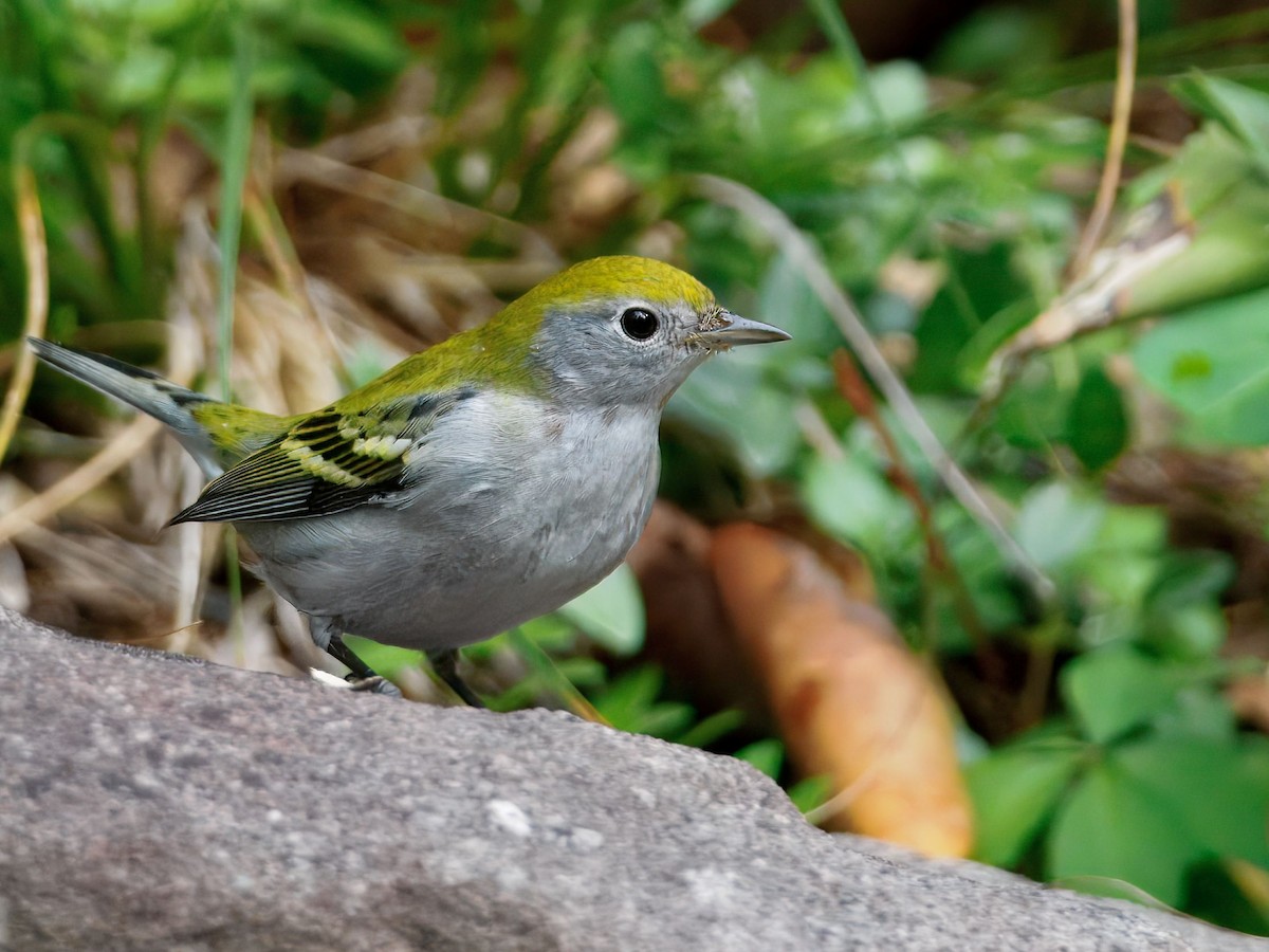Chestnut-sided Warbler - ML642293710