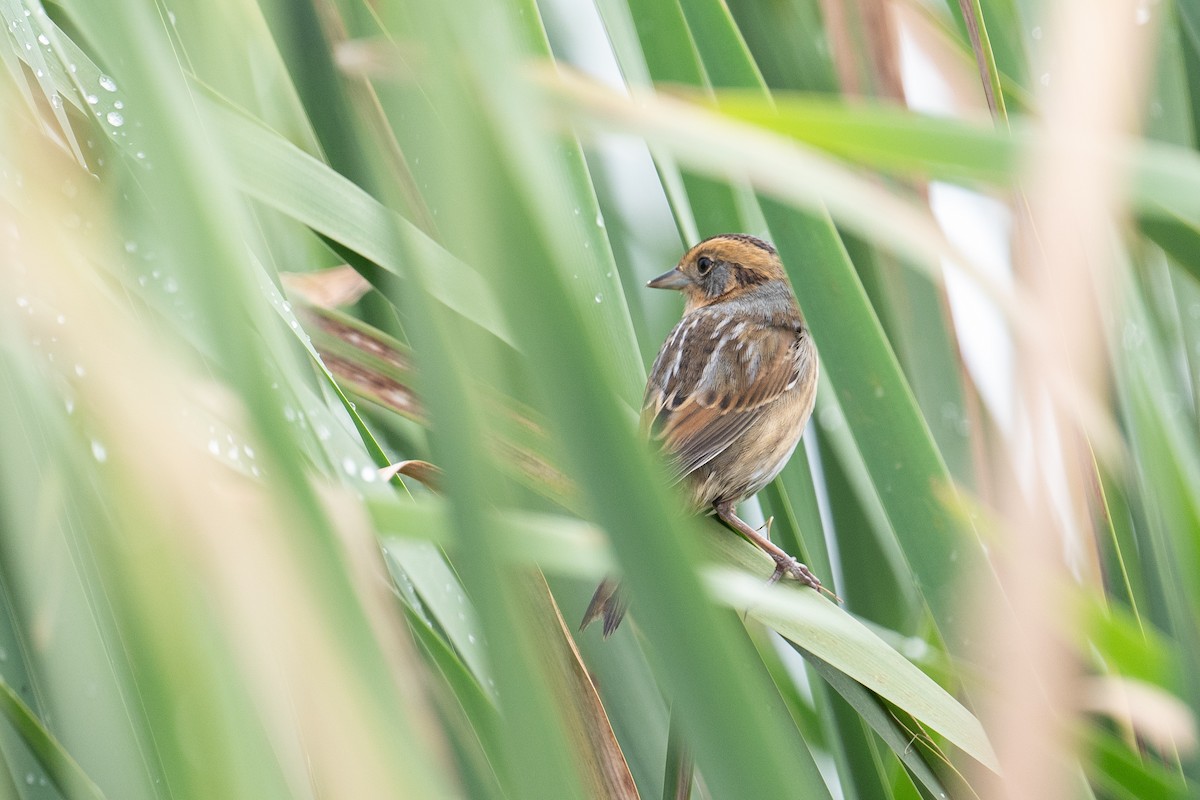 Nelson's Sparrow - ML642293715