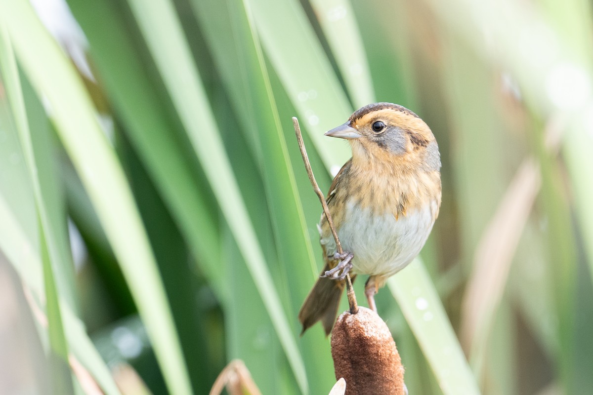Nelson's Sparrow - ML642293717