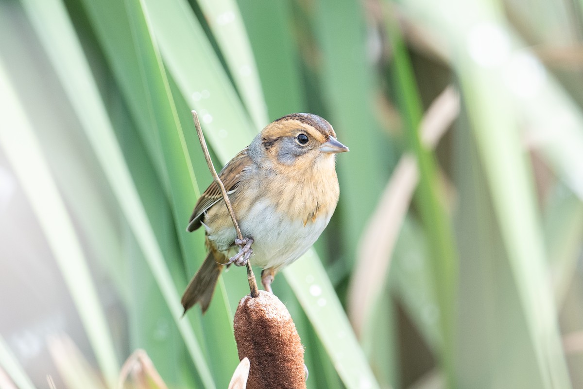 Nelson's Sparrow - ML642293718
