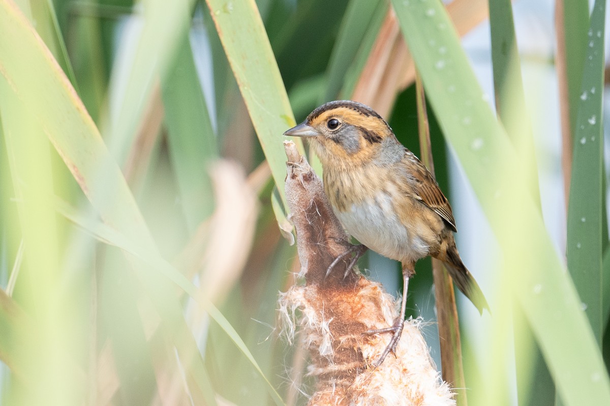 Nelson's Sparrow - ML642293720