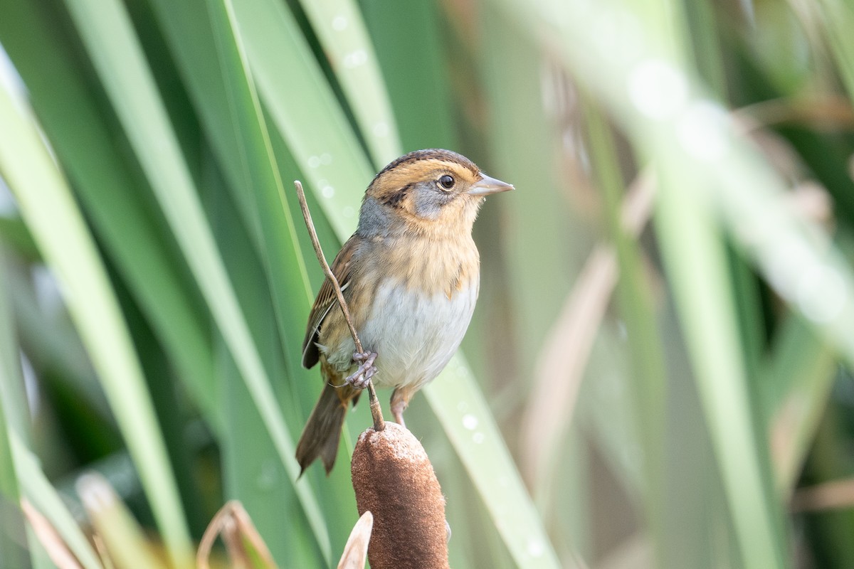 Nelson's Sparrow - ML642293721