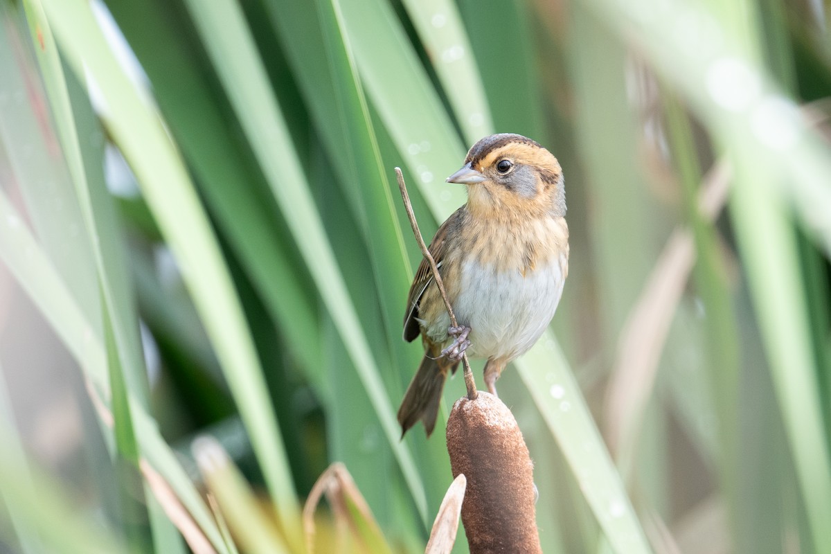 Nelson's Sparrow - ML642293722