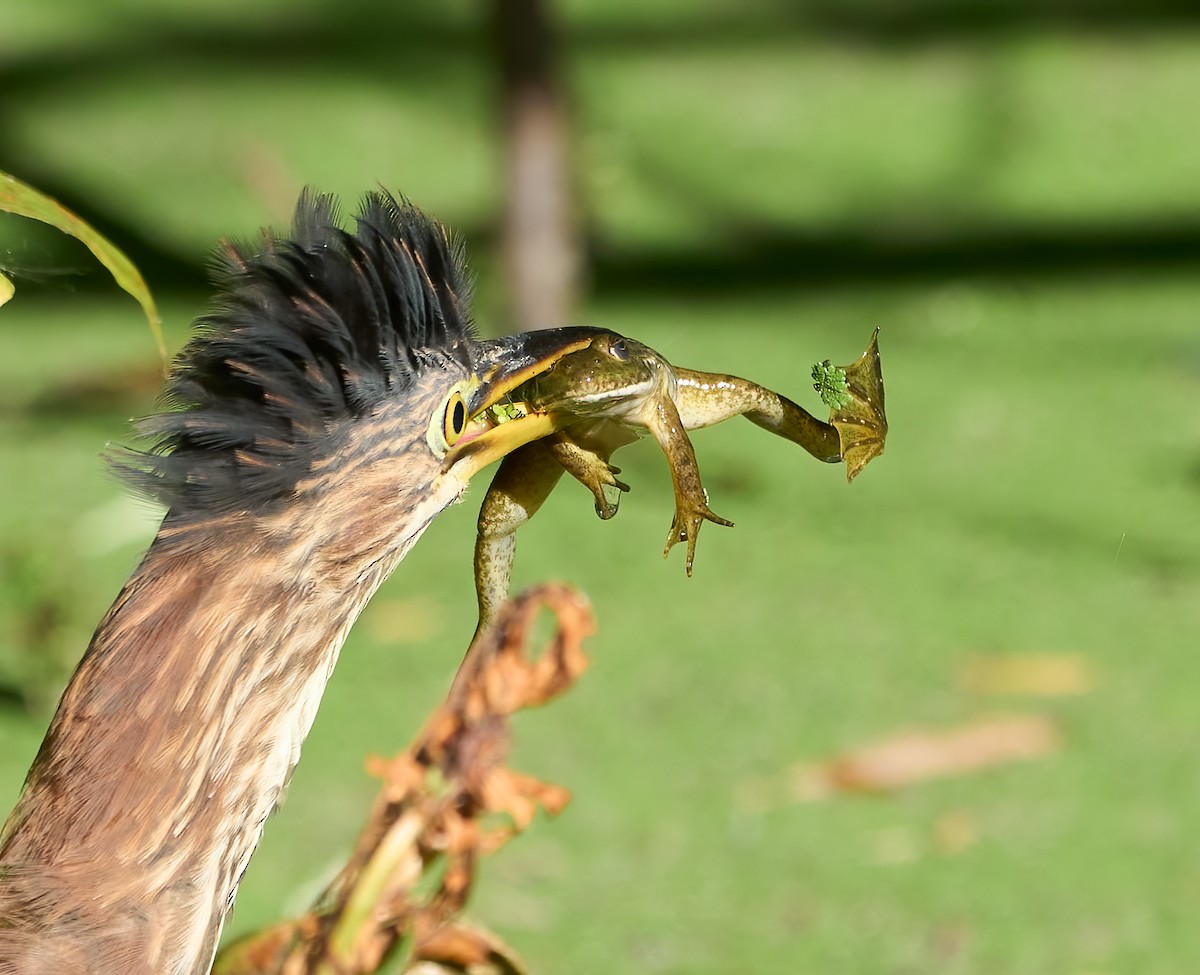 Green Heron - ML642293725