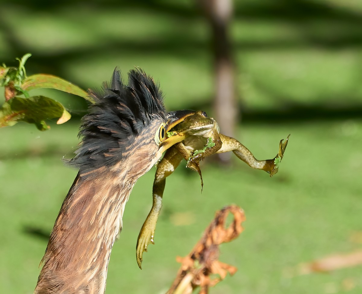 Green Heron - ML642293726