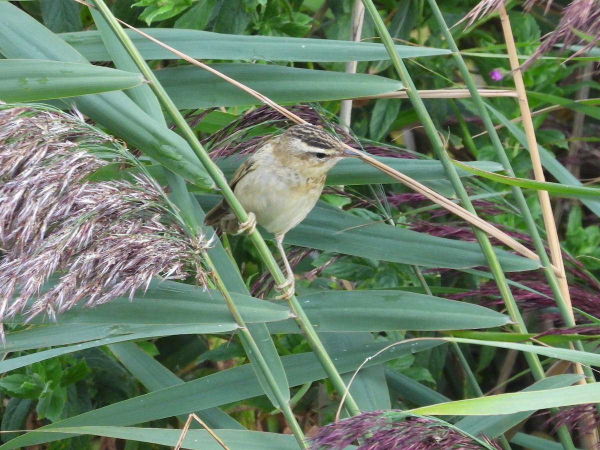 Sedge Warbler - ML642293745