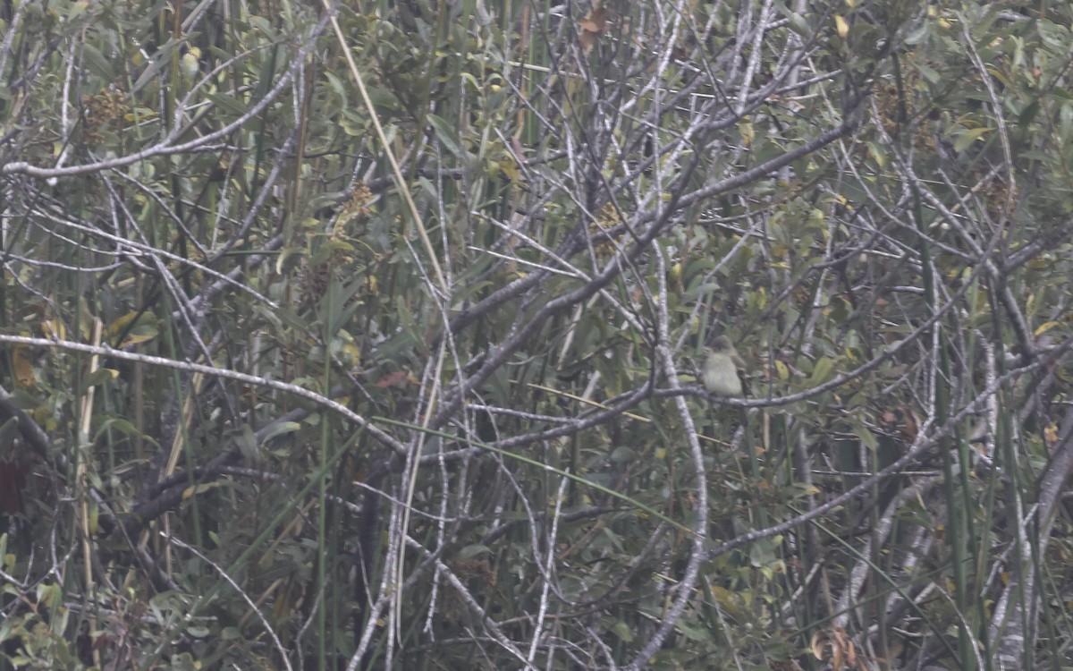 Willow Flycatcher - ML642293769