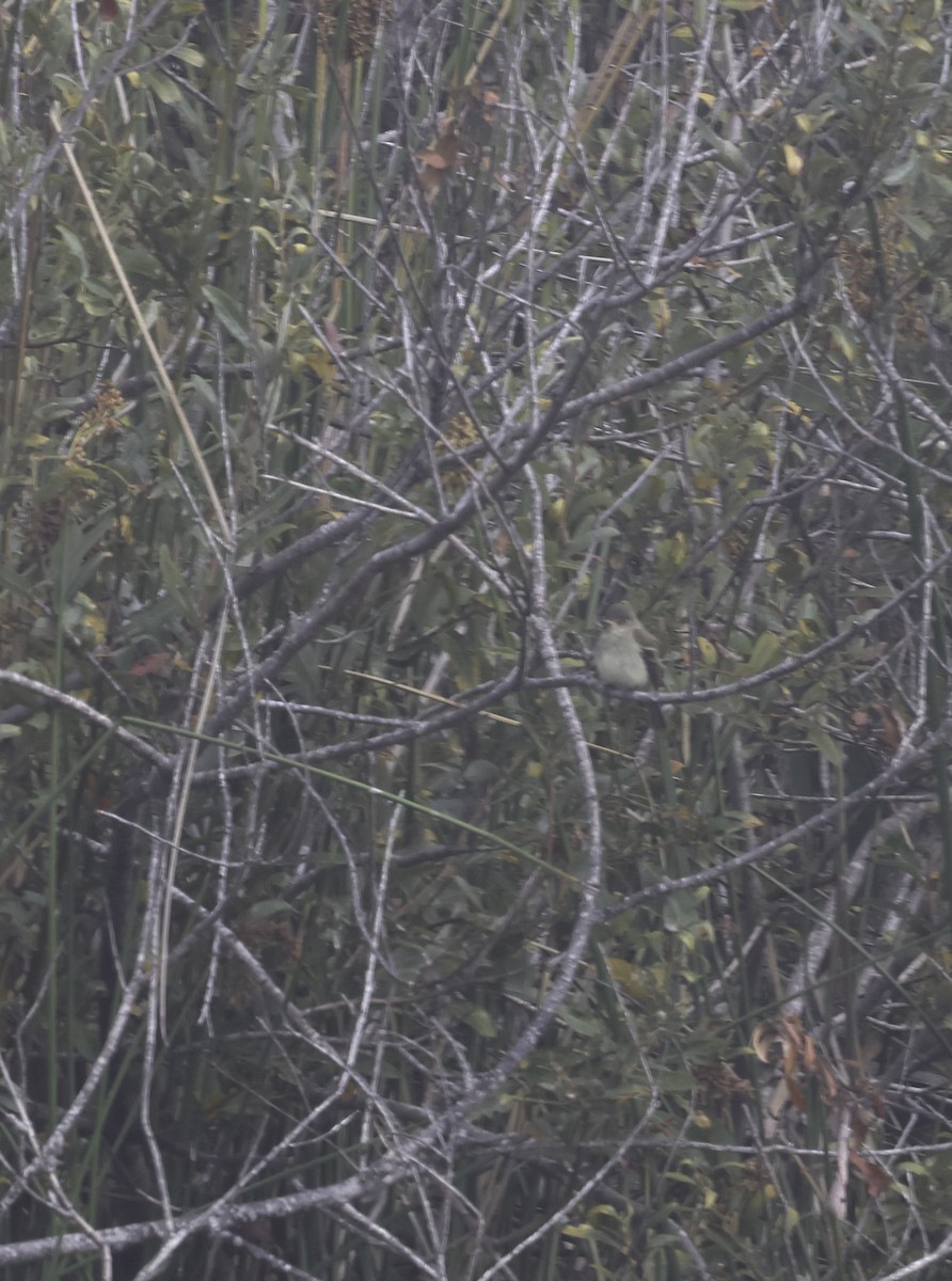 Willow Flycatcher - ML642293770
