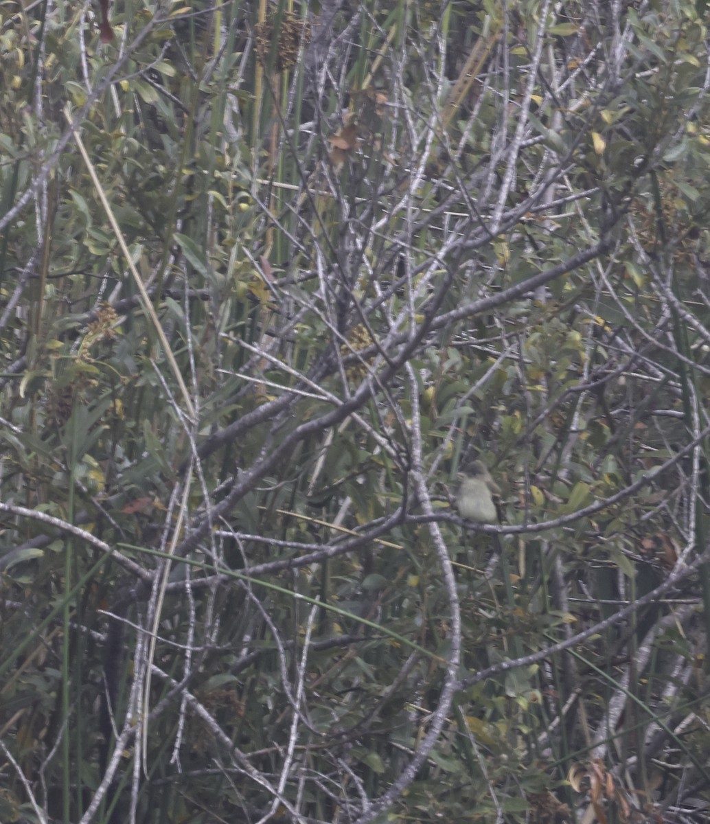 Willow Flycatcher - ML642293771