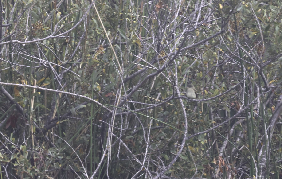 Willow Flycatcher - ML642293772