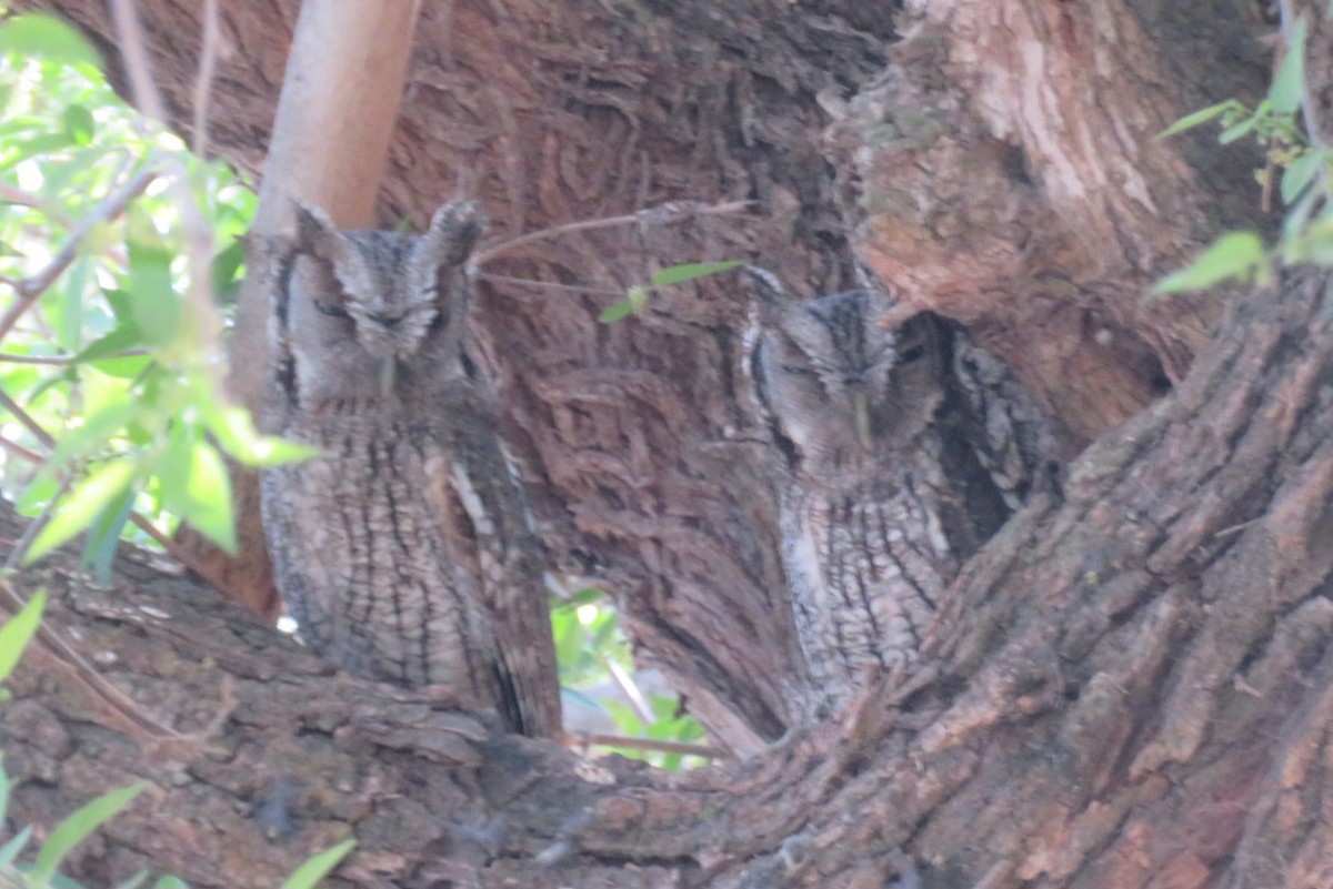 Tropical Screech-Owl - ML642293774