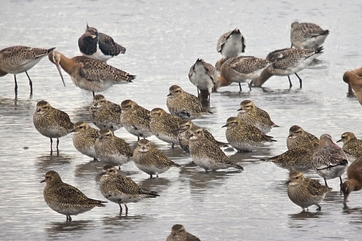 European Golden-Plover - ML642293779
