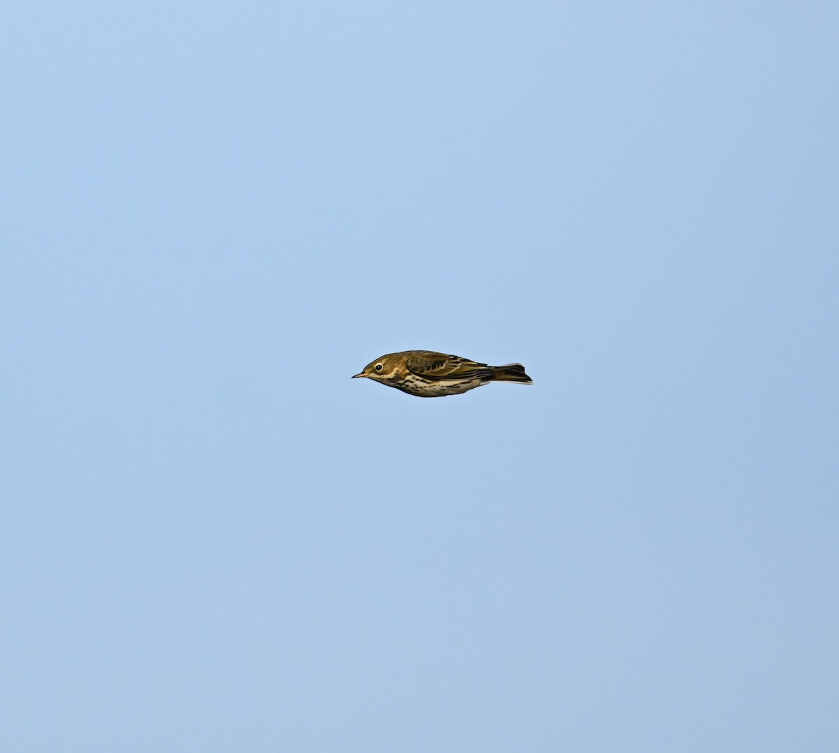 Meadow Pipit - ML642293789